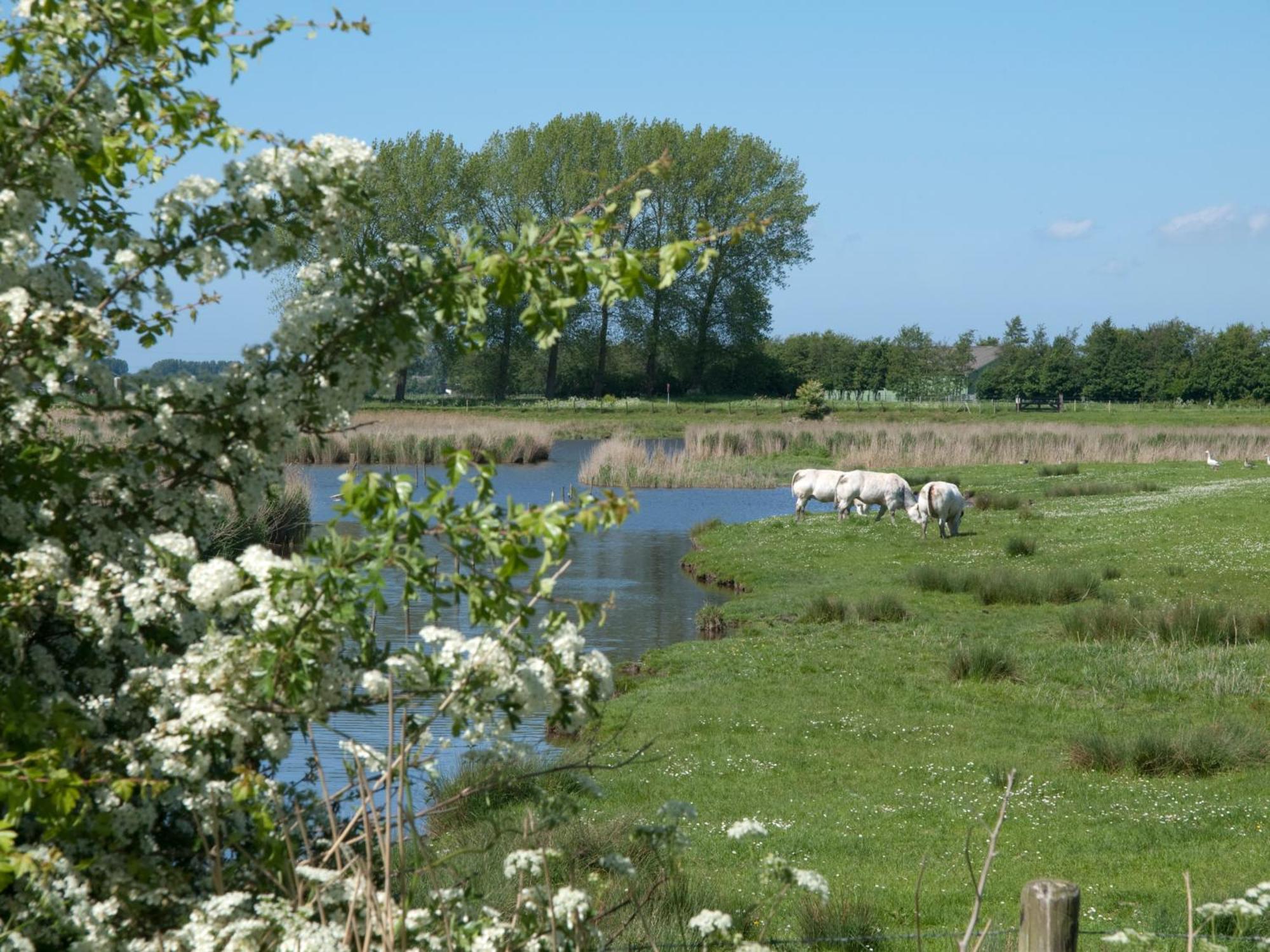 De Eenhoorn